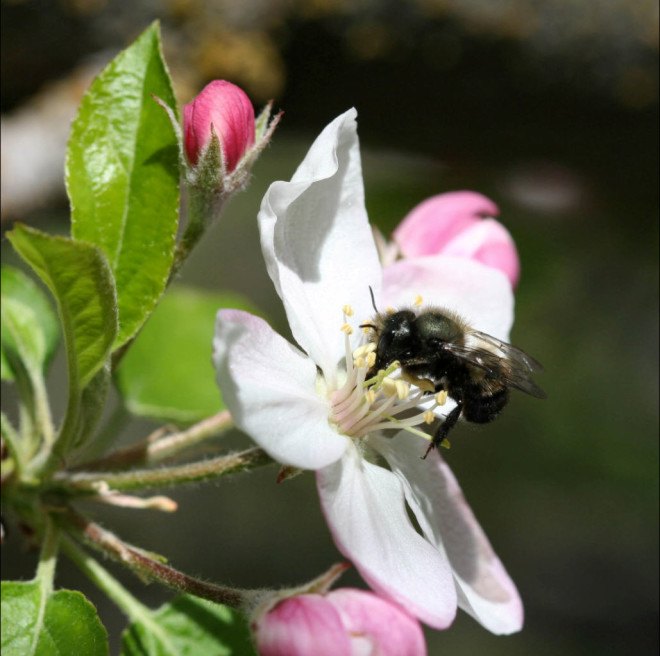 Native bee booster network, native bees, boosting native bees, Crown Bee, Bee with me, Beewithme, native bee populations, protecting native bees, native bees, honey bees, bee food security