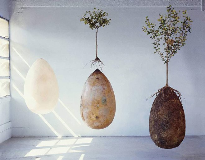 Capsula Mundi, burial pods, tree cemeteries, memorial forests, human tree pods, graveyard, cemetery, cemetery of trees, living memorial forest