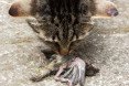 Baby animals, baby birds, baby rabbits, nestlings, fledglings, pet cats, cats, domestic cats, outdoor cats, outdoor pets, predators, cat predators, hunting birds, hunting rabbits