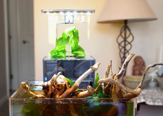 EcoQube, aquaponics, desktop aquaponics, aquaponics farm, aquaponics kit, indoor gardening, desktop gardening, desktop aquaponics, indoor aquaponics, small-scale aquaponics