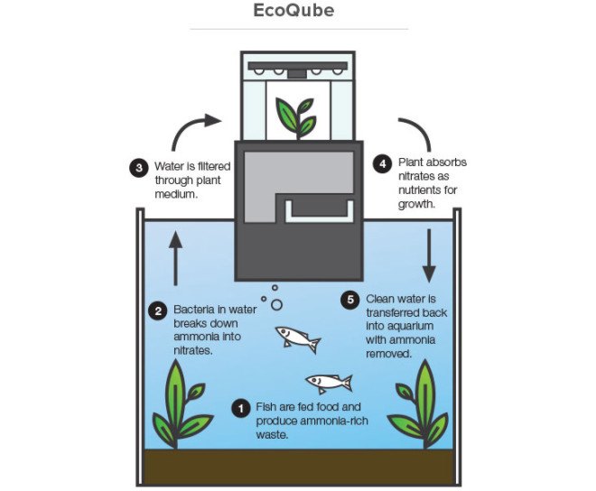 EcoQube, aquaponics, desktop aquaponics, aquaponics farm, aquaponics kit, indoor gardening, desktop gardening, desktop aquaponics, indoor aquaponics, small-scale aquaponics