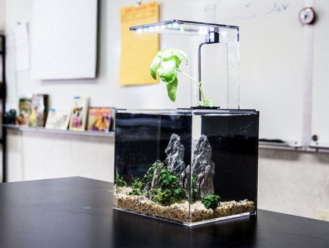 EcoQube, aquaponics, desktop aquaponics, aquaponics farm, aquaponics kit, indoor gardening, desktop gardening, desktop aquaponics, indoor aquaponics, small-scale aquaponics