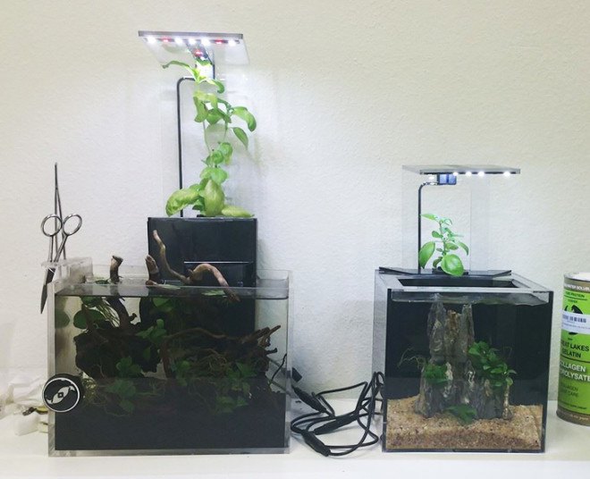 EcoQube, aquaponics, desktop aquaponics, aquaponics farm, aquaponics kit, indoor gardening, desktop gardening, desktop aquaponics, indoor aquaponics, small-scale aquaponics