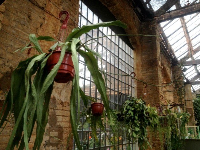 hivernacle, barcelona, garden center, green renovation, green design, eco architecture, urban design, gardening, plants, planters, hanging plants, urban garden