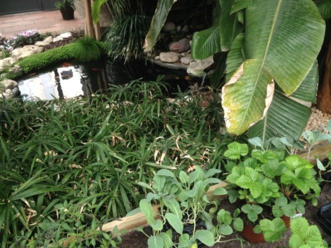 hivernacle, barcelona, garden center, green renovation, green design, eco architecture, urban design, gardening, plants, planters, hanging plants, urban garden