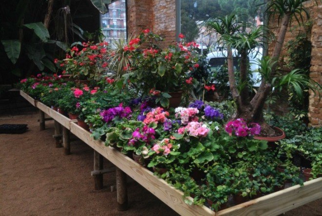 hivernacle, barcelona, garden center, green renovation, green design, eco architecture, urban design, gardening, plants, planters, hanging plants, urban garden