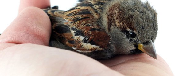 World Sparrow Day, World House Sparrow Day, world sparrow day, house sparrow day, world house sparrow day, passer domesticus