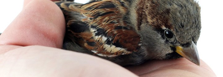 World Sparrow Day, World House Sparrow Day, world sparrow day, house sparrow day, world house sparrow day, passer domesticus