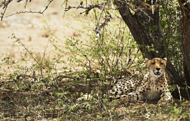Kruger National Park, Big 5, leopard, Singita Kruger National Park, South Africa