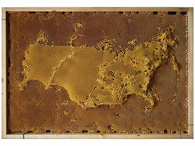 green design, eco design, sustainable design , bees, beekeeping, bee sculptures, honeycomb sculptures, Ren Ri, Pearl Lam Galleries Soho, honeycomb map