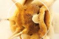 green design, eco design, sustainable design , bees, beekeeping, bee sculptures, honeycomb sculptures, Ren Ri, Pearl Lam Galleries Soho, honeycomb map