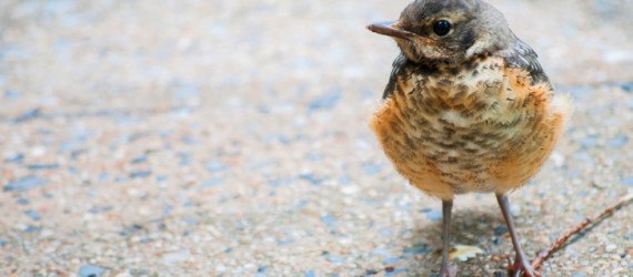 Baby animals, baby birds, baby rabbits, nestlings, fledglings, pet cats, cats, domestic cats, outdoor cats, outdoor pets, predators, cat predators, hunting birds
