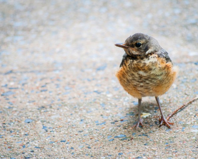 Baby animals, baby birds, baby rabbits, nestlings, fledglings, pet cats, cats, domestic cats, outdoor cats, outdoor pets, predators, cat predators, hunting birds