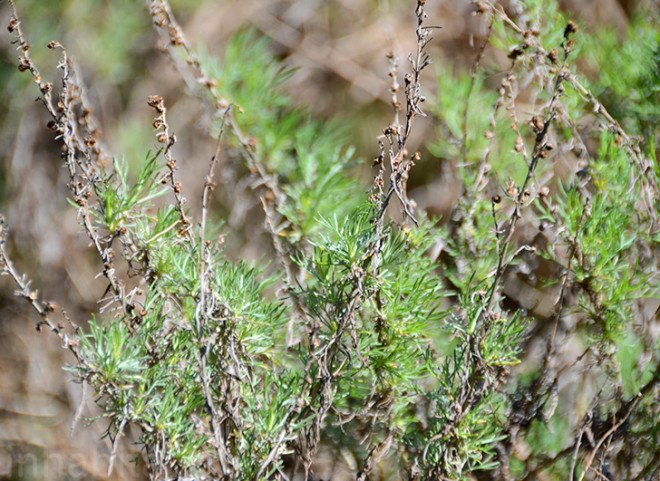 Sagebrush, juniper ridge, winter redwood, wilderness perfume, wildcrafted fragrance, natural scents, green companies, environmental stewardship, sustainable design, green design, green business, sustainable business, wildcrafting, mount tamalpais, redwood forest