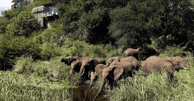 Singita Sewi Lodge, Singita, Singita Sewi, Sewi River, Kruger National Park, Singita Kruger National Park, elephants, elephants drinking, elephants Kruger National Park