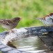 World Sparrow Day, World House Sparrow Day, world sparrow day, house sparrow day, world house sparrow day, passer domesticus