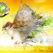 World Sparrow Day, World House Sparrow Day, world sparrow day, house sparrow day, world house sparrow day, passer domesticus