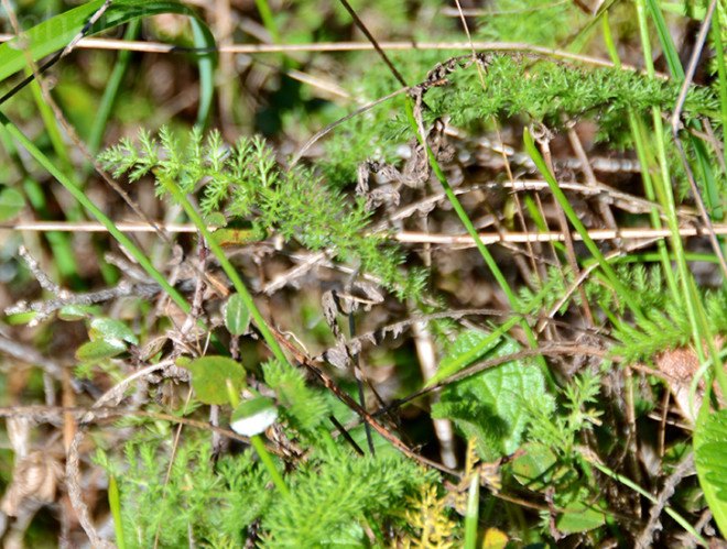 Yarrow, juniper ridge, winter redwood, wilderness perfume, wildcrafted fragrance, natural scents, green companies, environmental stewardship, sustainable design, green design, green business, sustainable business, wildcrafting, mount tamalpais, redwood forest