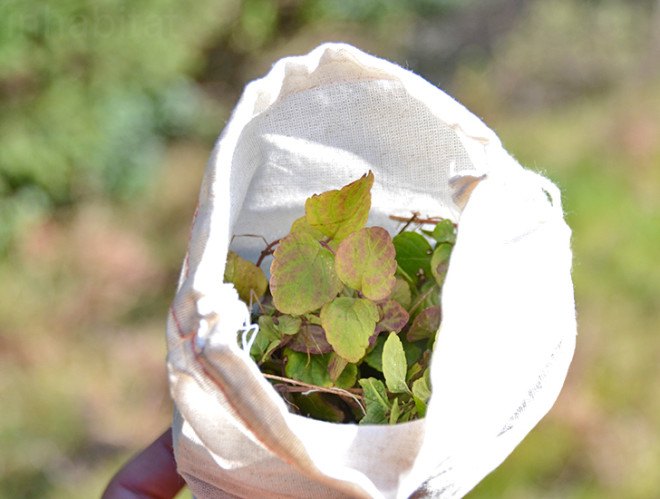 Yerba Buena, juniper ridge, winter redwood, wilderness perfume, wildcrafted fragrance, natural scents, green companies, environmental stewardship, sustainable design, green design, green business, sustainable business, wildcrafting, mount tamalpais, redwood forest