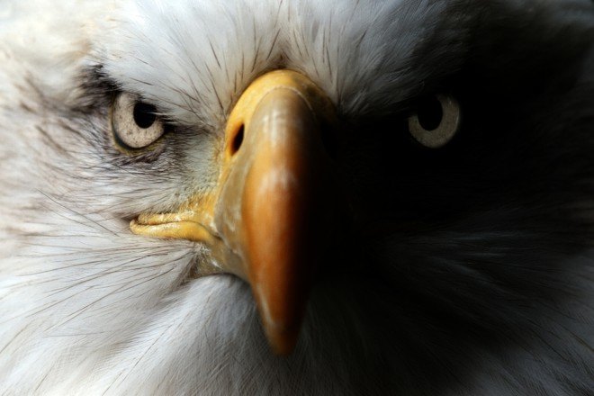 michigan, bald eagles, eagles, pollution, contaminated, pbdes, polybrominated diphenyl ethers, university of michigan, nil basu, journal of great lakes research