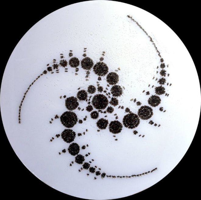 sarah hatton, bees, bee art, dead bee art, art with dead bees, bees and pesticides