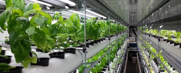 aquaponics, gasifier, gasification, fort macmurray, tar sands, oil sands, oil, climate change, gardening, food, food security,
