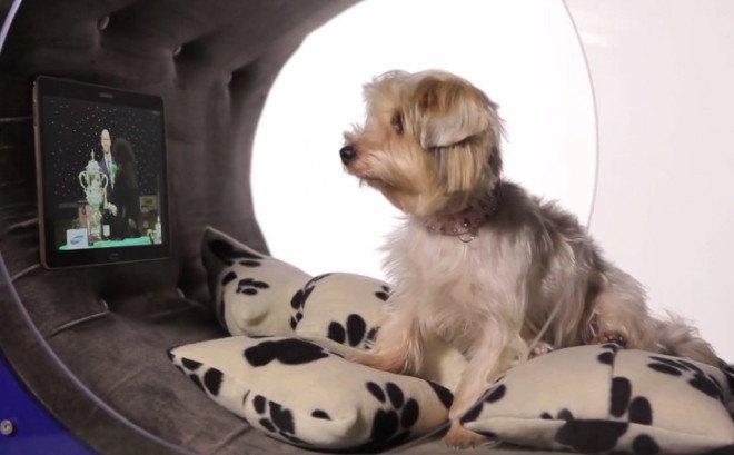 samsung, dog, doghouse, dream doghouse, crufts, pet accessories, pet health, treadmill. pet technology