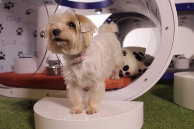 samsung, dog, doghouse, dream doghouse, crufts, pet accessories, pet health, treadmill. pet technology