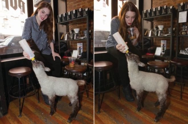 Smokey the lamb, animals nyc, Violet Hill farm, farm animals nyc, taking care of animals nyc, brooklyn animals, Maxine Cher, Sandy Dee Hall, adopting pets nyc, farm animal care, brooklyn goat
