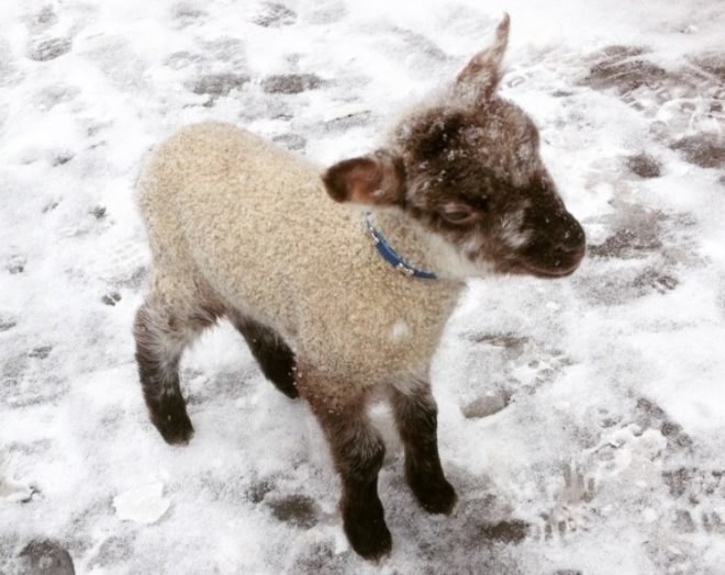 Smokey the lamb, animals nyc, Violet Hill farm, farm animals nyc, taking care of animals nyc, brooklyn animals, Maxine Cher, Sandy Dee Hall, adopting pets nyc, farm animal care, brooklyn goat
