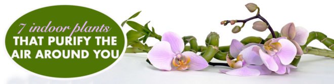 potted plants, air purifying plants, indoor plants, plants for health, air cleaning plants, lilies, peace lilies, Dendrobium, orchids, ferns, Schefflera, anthuriums, song of india, gardening, urban gardening, indoor garden, vocs, air filter, natural air filter