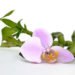 potted plants, air purifying plants, indoor plants, plants for health, air cleaning plants, lilies, peace lilies, Dendrobium, orchids, ferns, Schefflera, anthuriums, song of india, gardening, urban gardening, indoor garden, vocs, air filter, natural air filter