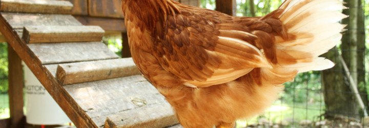 The Poultry Guide, free chicken coop plans, chicken coop plans, chicken coop, chicken coops, free plans for chicken coops, hen house, hen house plans, backyard chickens, backyard chicken coop, DIY chicken coop plans