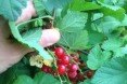 Boston berries, Boston fruit, Boston Food Forest