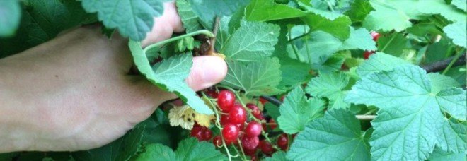 Boston berries, Boston fruit, Boston Food Forest