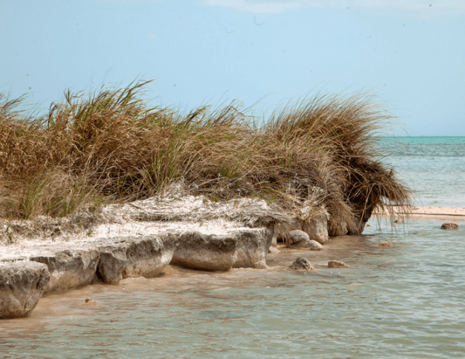 Leonardo DiCaprio, Leo DiCaprio, eco-resort, Belize eco-resort, Blackadore Caye, Leonardo DiCaprio eco-resort Belize, Blackadore Caye eco resort, island luxury resort, Paul Scialla, Delos, Belize island, restorative resort, DiCaprio, dicaprio island resort, Belize island