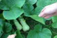 Squash, Urban Farming, Boston Food Forest, Boston Farm, Boston Urban Farm, Boston Nature Center