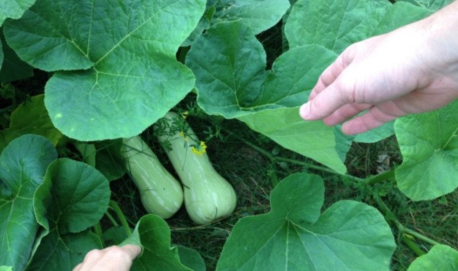 Squash, Urban Farming, Boston Food Forest, Boston Farm, Boston Urban Farm, Boston Nature Center
