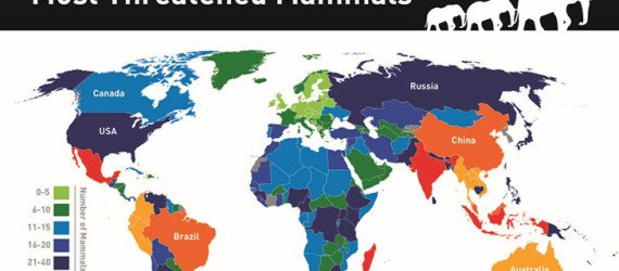 Infographic, animal infographic, animal conservation infographic, animal protection, animal conservation, endangered animals, countries with endangered animals, threatened animals, countries with threatened animals, countries with most threatened animals, The Eco Experts, reader submission,