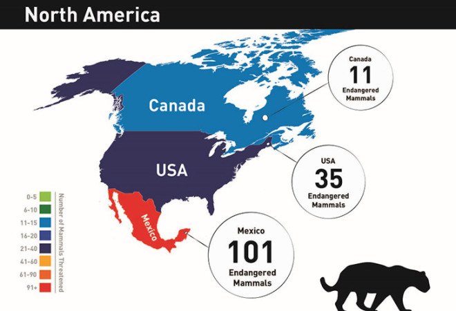 Infographic, animal infographic, animal conservation infographic, animal protection, animal conservation, endangered animals, countries with endangered animals, threatened animals, countries with threatened animals, countries with most threatened animals, The Eco Experts, reader submission,
