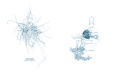 Project Epiphytes, Dossofiorito, indoor plants, plant species, Milan Design Week, Salone Satellite 2015, indoor garden, suspended garden, green design, plant ecosystem