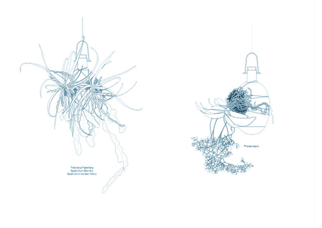 Project Epiphytes, Dossofiorito, indoor plants, plant species, Milan Design Week, Salone Satellite 2015, indoor garden, suspended garden, green design, plant ecosystem