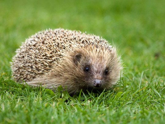 English Hedgehog