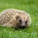 England castle, castle, organic farm castle, farm castle England, animal sanctuary castle, animal sanctuary, animal sanctuary England