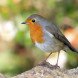 England castle, castle, organic farm castle, farm castle England, animal sanctuary castle, animal sanctuary, animal sanctuary England