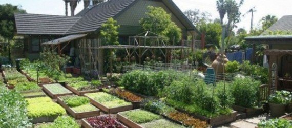 family produces 6000 pounds of food, growing food on .1 acre of land, high yield urban farming, los angeles permaculture, local food in los angeles, urban gardening, locavore movement
