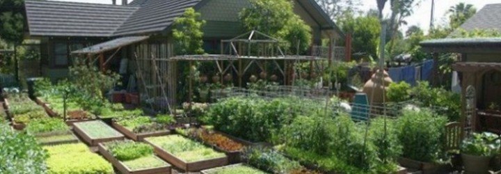 family produces 6000 pounds of food, growing food on .1 acre of land, high yield urban farming, los angeles permaculture, local food in los angeles, urban gardening, locavore movement
