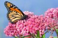 monarch butterflies, monarch, butterflies, monarchs, monarch butterfly larvae, monarch habitat, monarch butterfly extinction, endangered butterflies, milkweed, plant milkweed, milkweed flowers