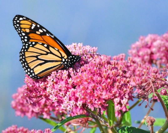 Milkweed Monarch