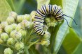monarch butterflies, monarch, butterflies, monarchs, monarch butterfly larvae, monarch habitat, monarch butterfly extinction, endangered butterflies, milkweed, plant milkweed, milkweed, larva food